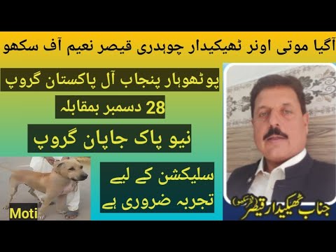 Pakistani Top Class Bully Breed Dog Name Moti Owner Ch Qaiser Naeem Off Sukho