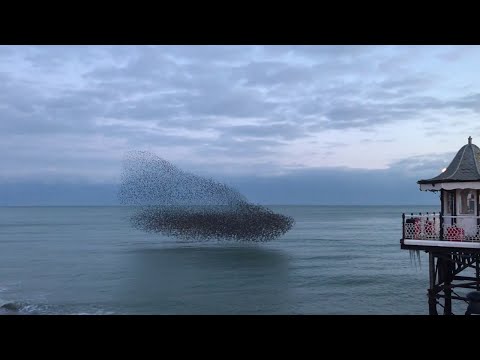 A Murmuration of Birds in Brighton || ViralHog