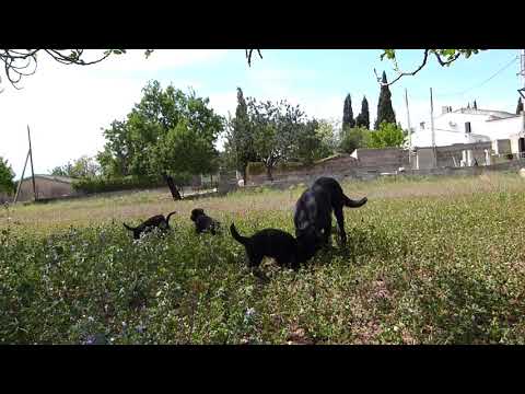 Cachorros Ca de Bestiar