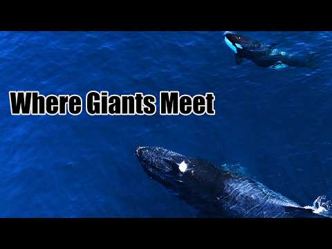 TheMalibuArtist and Nautilus Liveaboards