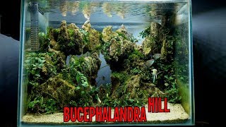 Aquascape Tebing dan Bucephalandra - Tutorial Setting