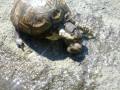 box turtle eating a snail 