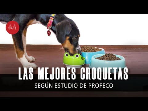 , title : 'Las mejores marcas de croquetas para perro según la Profeco'