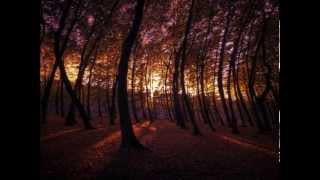While She Sleeps - The Woods