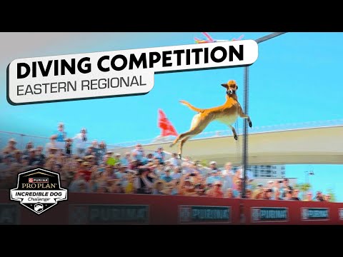 Incredible Dog Challenge: Dog Diving Eastern Regional | NBC Sports