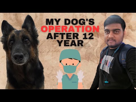 My Dog's Operation after 12 year