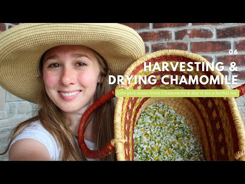 Harvesting and Drying Chamomile for Tea