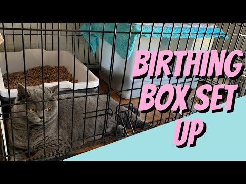 How to Set Up Your Cat Birthing Box - Cat Breeding For Beginners, Cattery Advice for Breeders