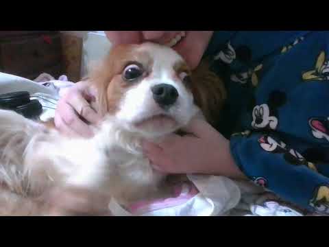 Meet Summer my puppy/perrita