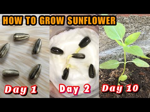 SUNFLOWER | How to grow Sunflower Seeds | Step by Step| with Eng Subtitle