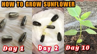 SUNFLOWER | How to grow Sunflower Seeds | Step by Step| with Eng Subtitle