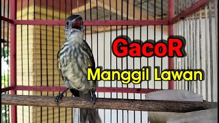 Download lagu Bayeman Gacor's Lure Calls Opponents mp3 Download lagu Bayeman Gacor's Lure Calls Opponents mp3