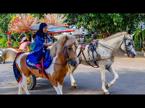 NAIK DELMAN ISTIMEWA | HORSE | KUDA - KUDA DELMAN