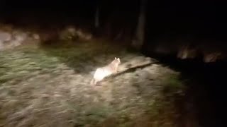 Trentino, il video dello sciacallo dorato ferito: «È stato curato e rimesso in libertà nei boschi»