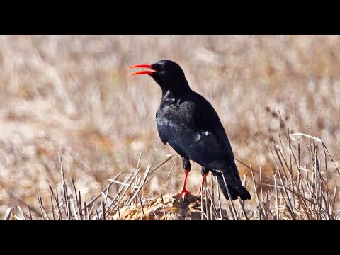 Čavka červenozobá (Pyrrhocorax pyrrhocorax) — spev a hlas v prírode