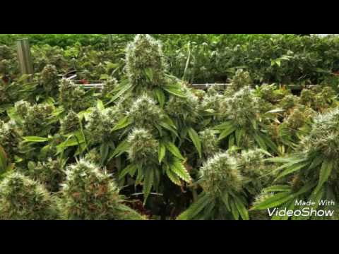 JUSTIN BIEBER X KOMPA DJ YELS