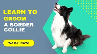 Learn to groom a Border Collie Like a Pro!