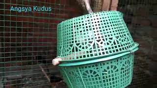 Download lagu Unik Sekali Trucukan KONGSLET Angsya Kudus mp3