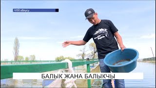 Балыкты жасалма жол менен өстүрүү...\NewTV