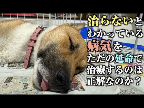 Why do dogs have a shorter lifespan than humans?