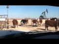 Cow Fight