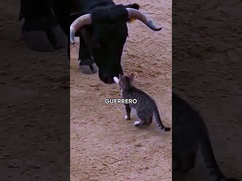¡Este Pequeño Gato Se Atrevió a Subirse a un Toro Gigante! 🐱🐂❤️