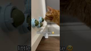 Download lagu Kurt Loves Catnip Balls mp3