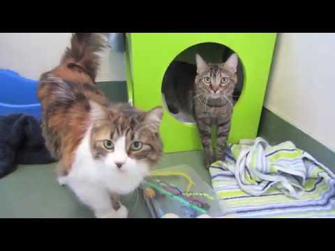 Basil & Tulip, bonded 3-year old female cats