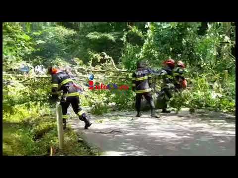 Copac cazut pe DJ 582 Resita   Garana   Slatina Timis