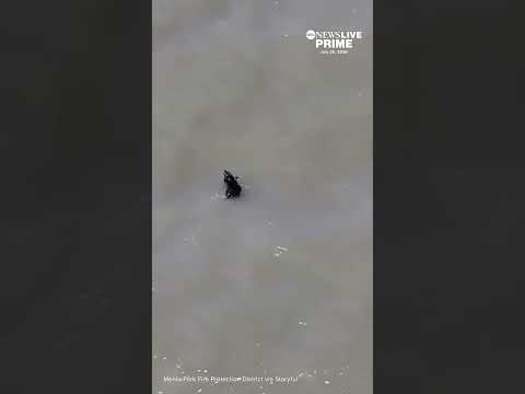 Small dog rescued after jumping in San Francisco Bay