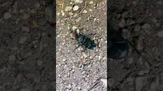 Stag Beetle Sounds 🪲 (The Tiny Titan’s Struggle)