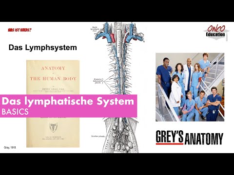 Das lymphatische System Basics
