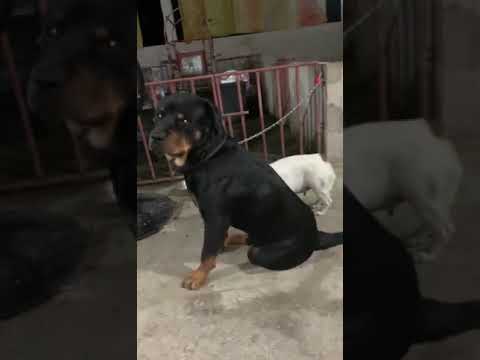 No match part 2.gusto ni white girl dog ayaw patulan ni black boyblack dog .. 🤭🤭🤭🤭