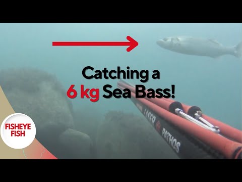 Spearfishing Triumph: Giant 6 kg Seabass Adventure!