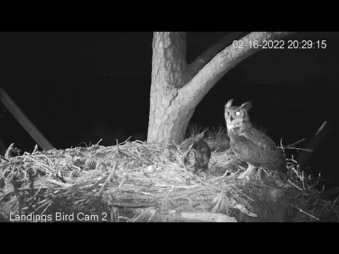 Female Great Horned Owl Offers Peek At Egg Durning Late-Night Prey Delivery – Feb. 16, 2022