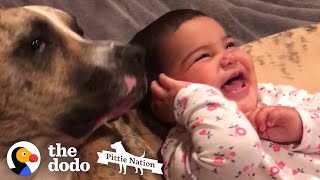 Little Girl Grows Up With Pit Bull In Sweetest Time Lapse | The Dodo Pittie Nation