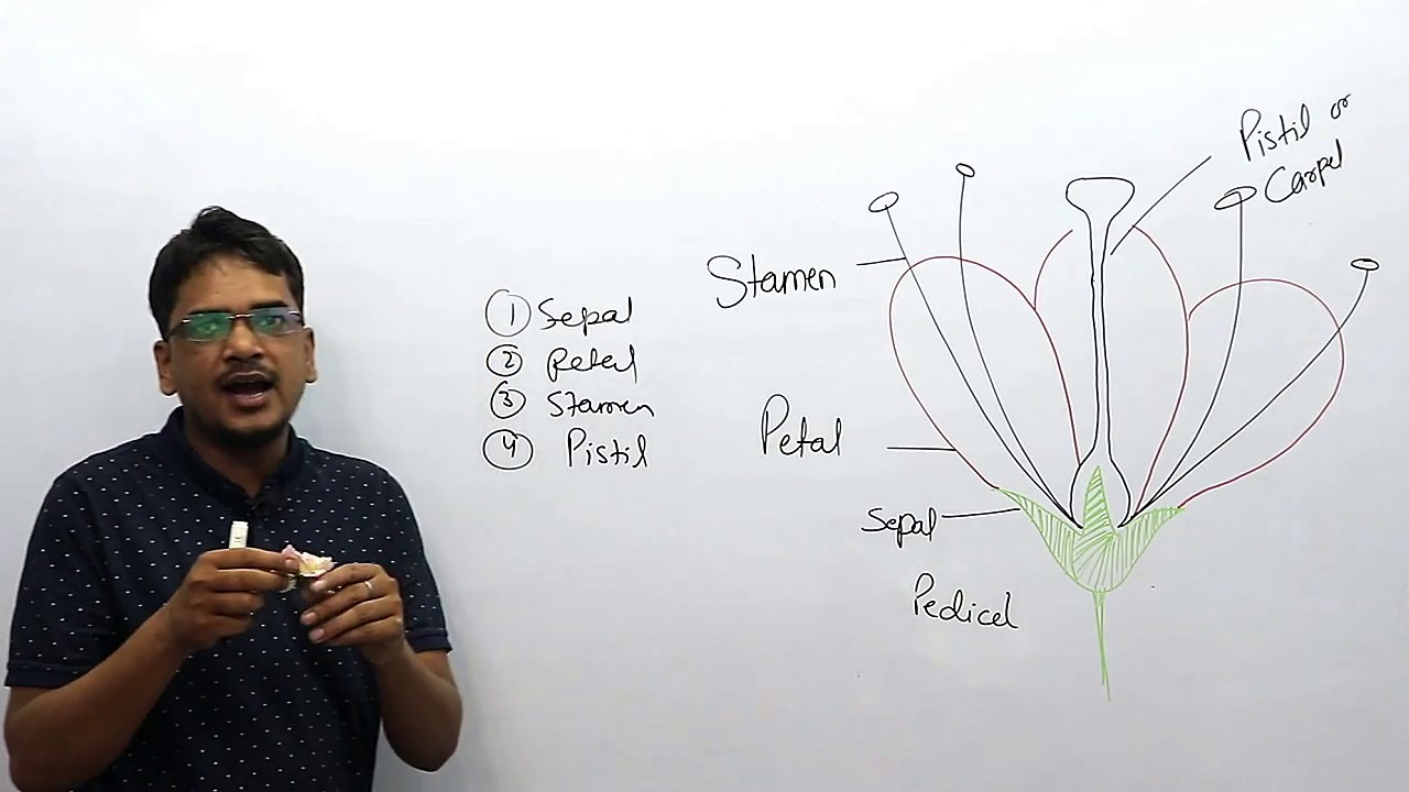 parts of flower and their function with trick