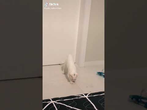cat of tiktok = cute cat, funny video, white cat, yukicat...& Bye sofiahalbof