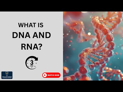 DNA vs RNA Explained | Structure, Function & Key Differences