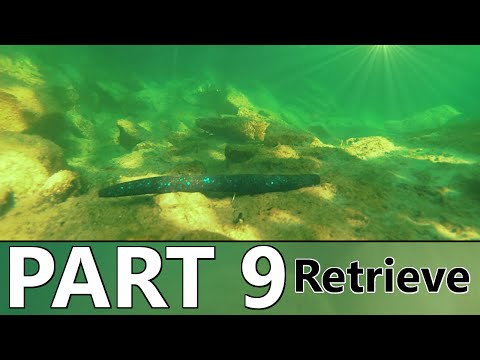 Beginner's Guide to BASS FISHING - Part 9 - The Retrieve and How to Attract Fish Video