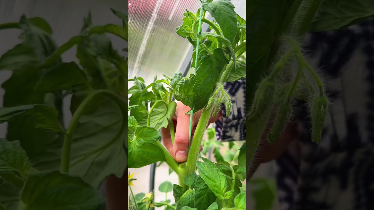 #gardening #tomatogrowing #gardeninglife