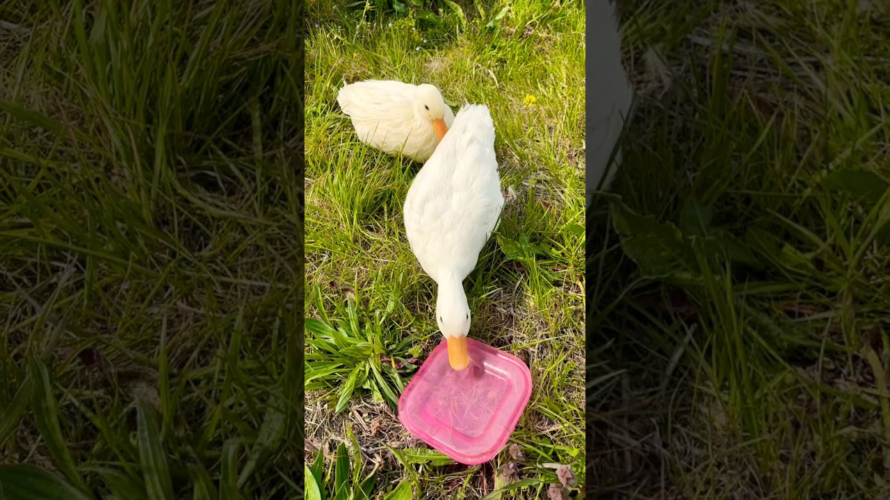 Duck #unfrezzmyaccount #lyricalzone #funny #bbklyrics #cute #kinemasterlyrics #duck #mypetdn