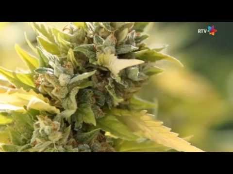 A marihuána hatása az emberi szervezetre