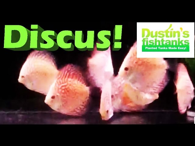 How to keep Discus, Discus Fish: Species Sunday,  Steve-0 Discus