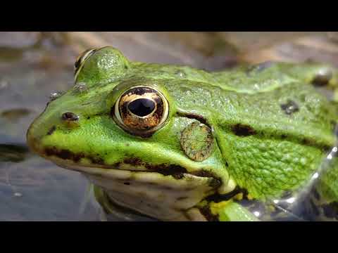 Żaba - odgłosy natury