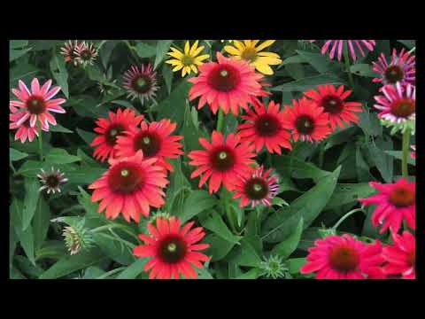 Vibrant Coneflowers for Summer & Fall: Cheyenne Spirit Varieties Explained