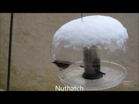 Birds at a feeder on a snowy day