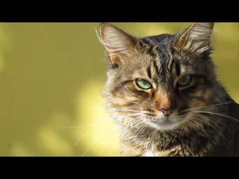 Try not to laugh- Funny Animal And Cat Video Compilation