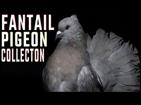 Fantail Pigeon — characteristics and origin