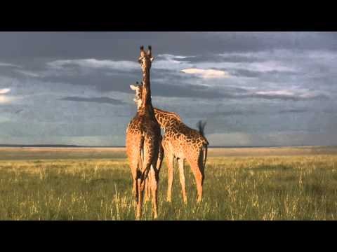 Single File Giraffe Line Up